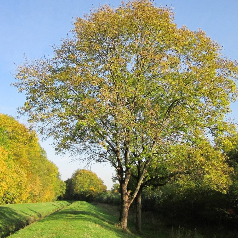 Ясень пенсильванский Плантариум