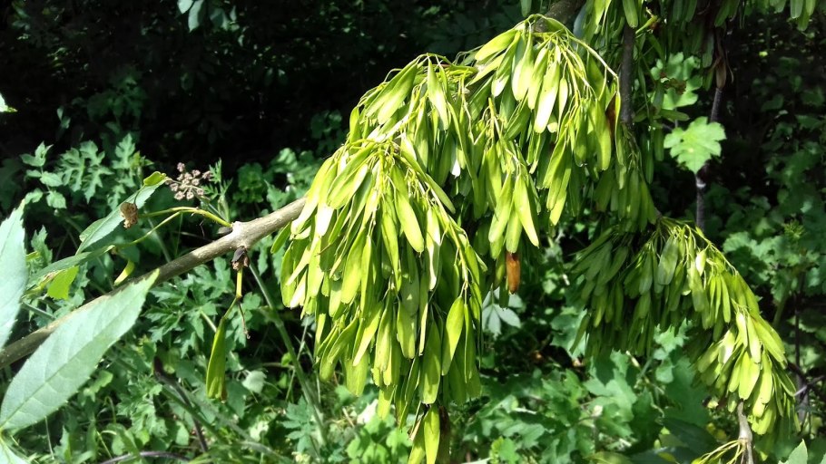 Ясень пенсильванский 'Aucubifolia'