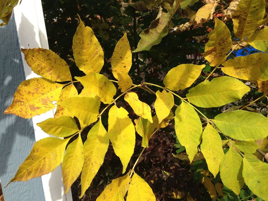 Ясень пенсильванский ствол