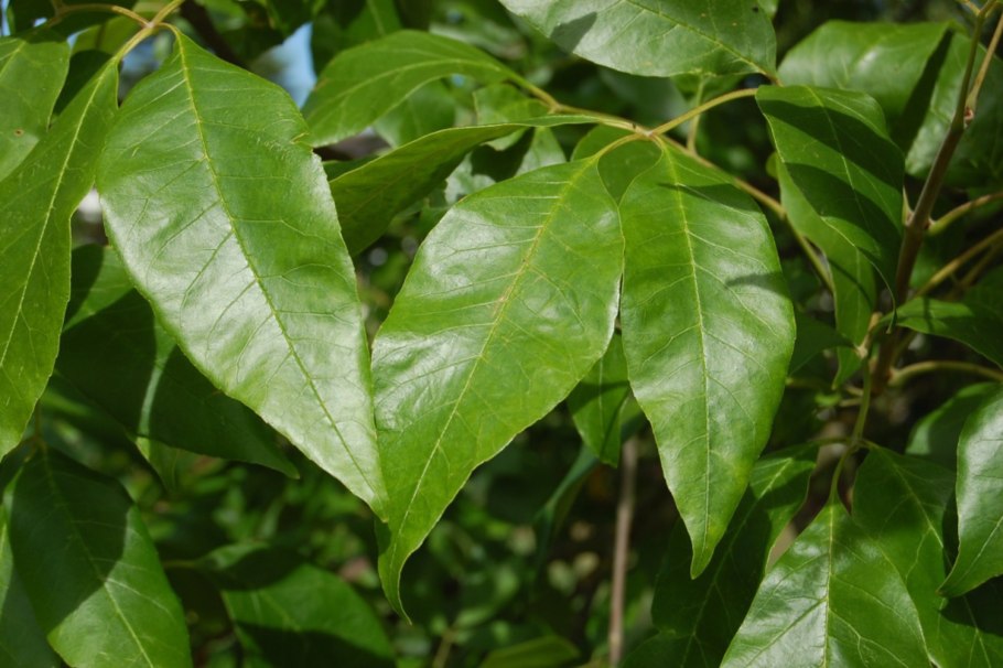 Ясень пенсильванский Fraxinus pennsylvanica