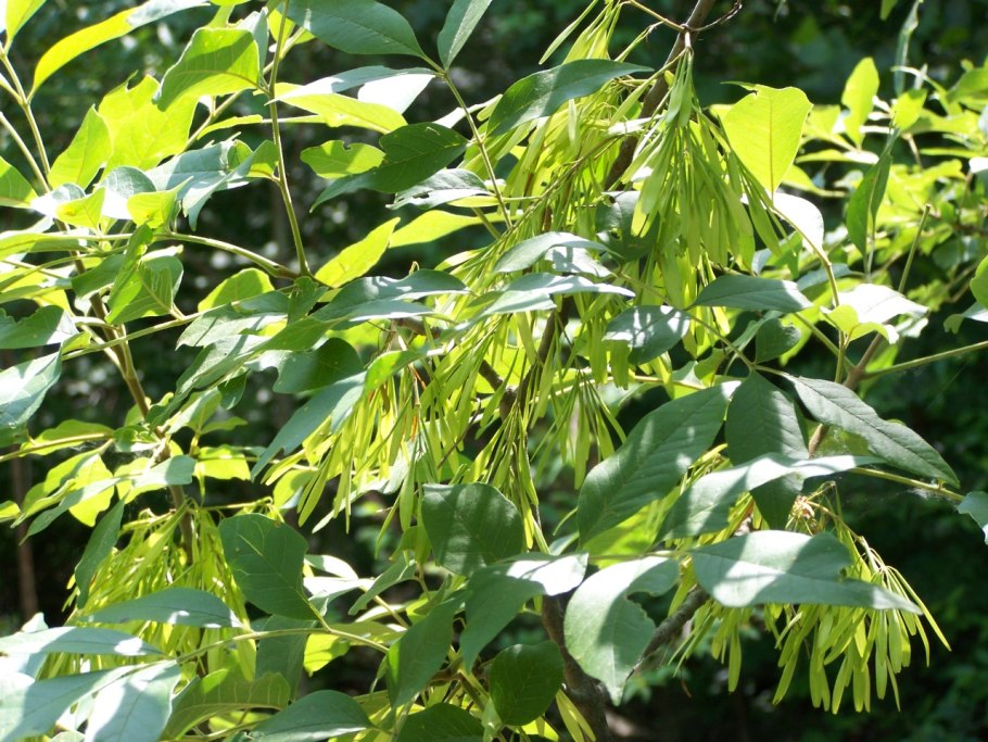 Ясень манновый