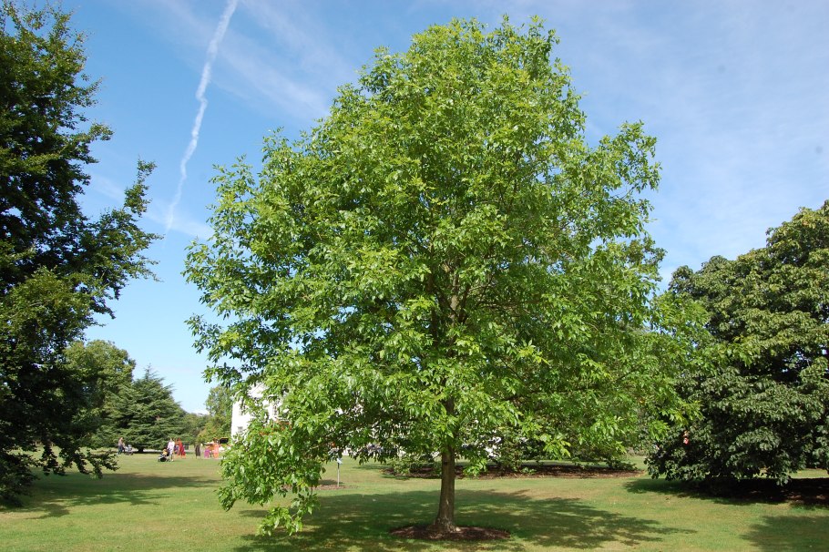 Ясень пенсильванский Fraxinus pennsylvanica