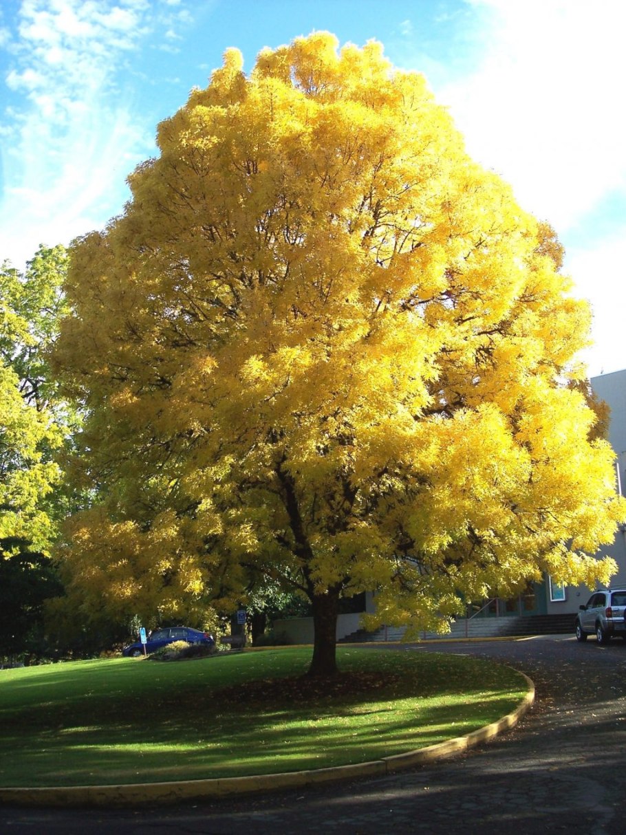 Ясень пенсильванский Fraxinus pennsylvanica