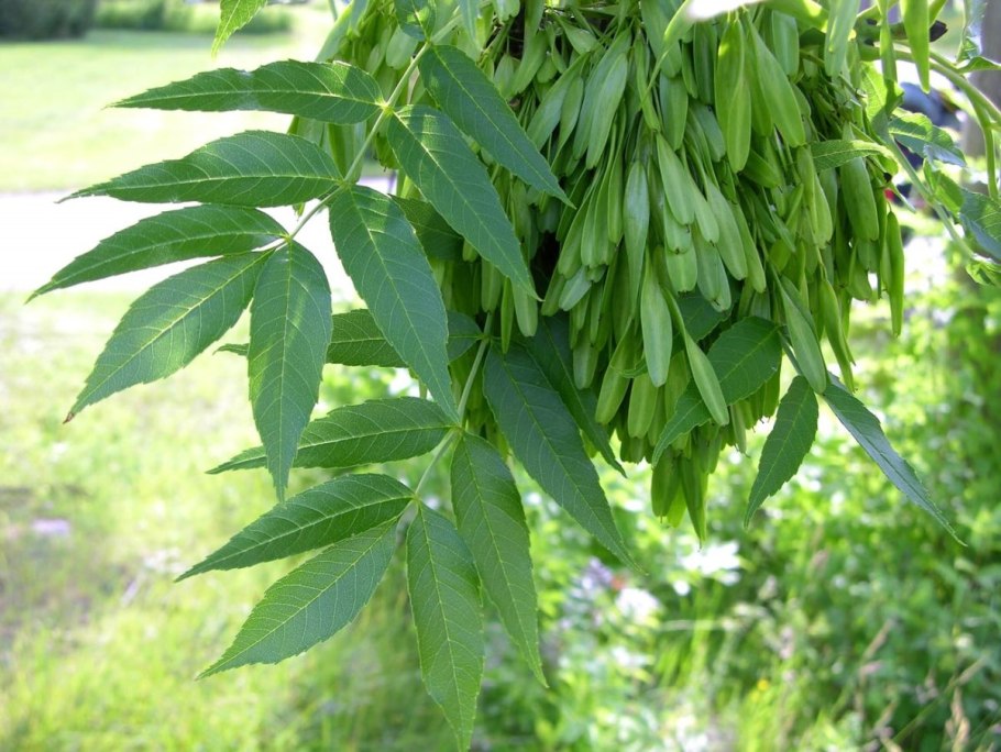 Ясень обыкновенный fraxinus excelsior