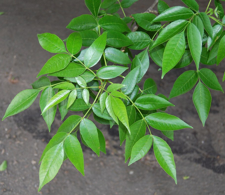 Ясень пенсильванский Fraxinus pennsylvanica