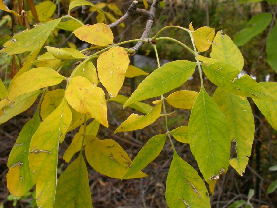 Айлант дерево листья