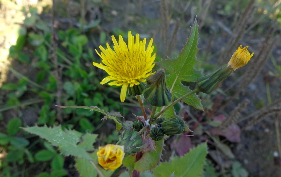 Осот огородный (Sonchus oleraceus). Сорняк.