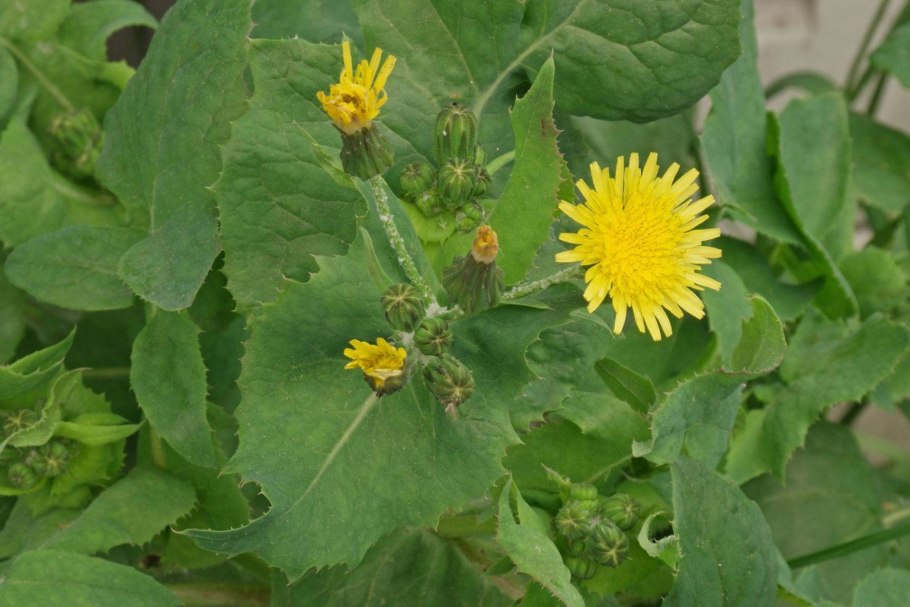 Sonchus oleraceus