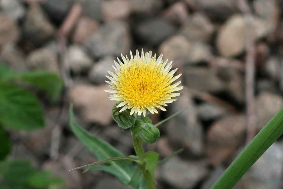 Осот огородный сорняк