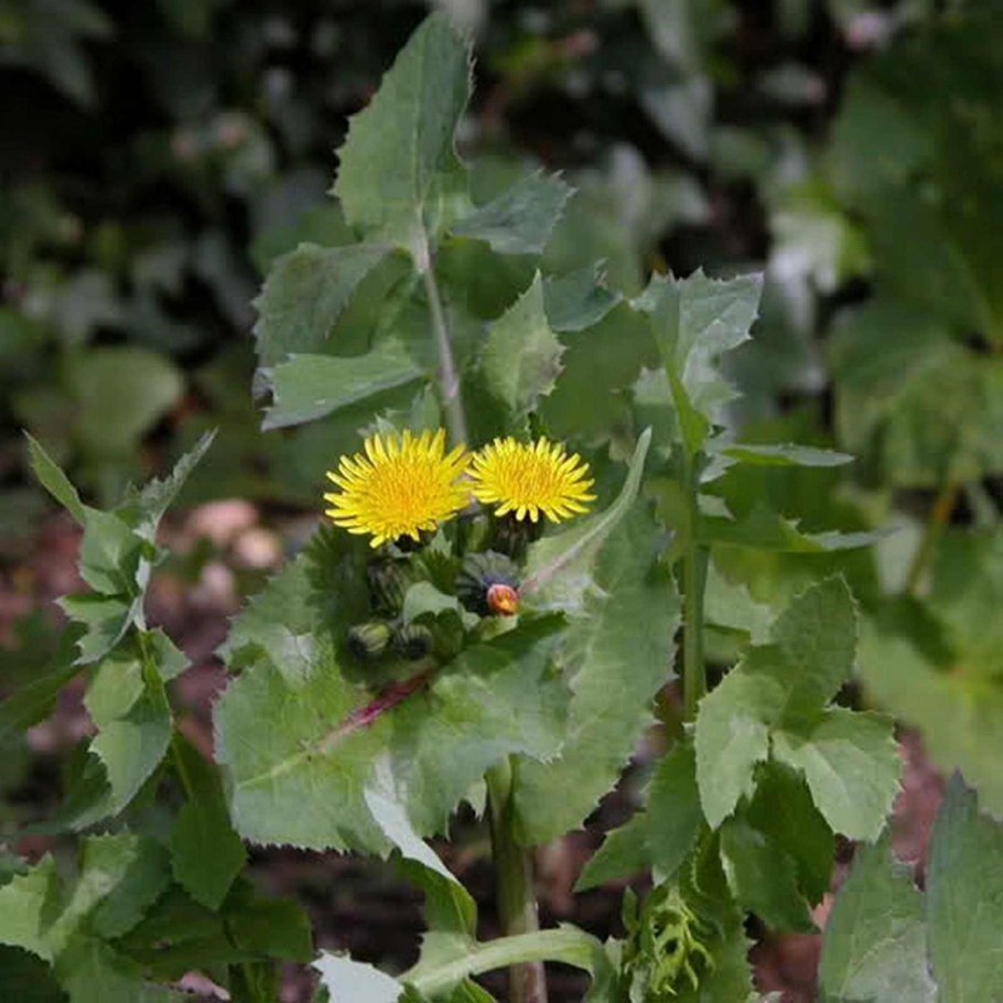 Осот огородный (Sonchus oleraceus l.)