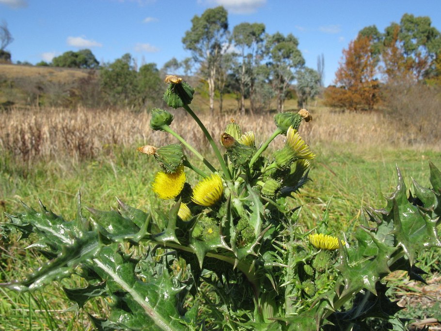 Росток осот сорняк