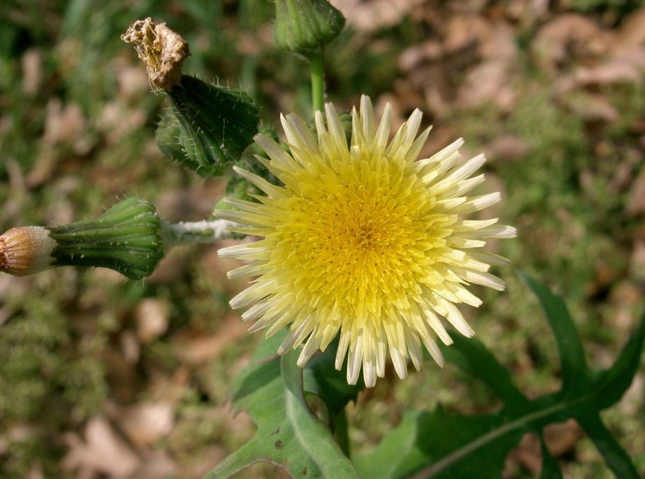 Осот огородный сорняк