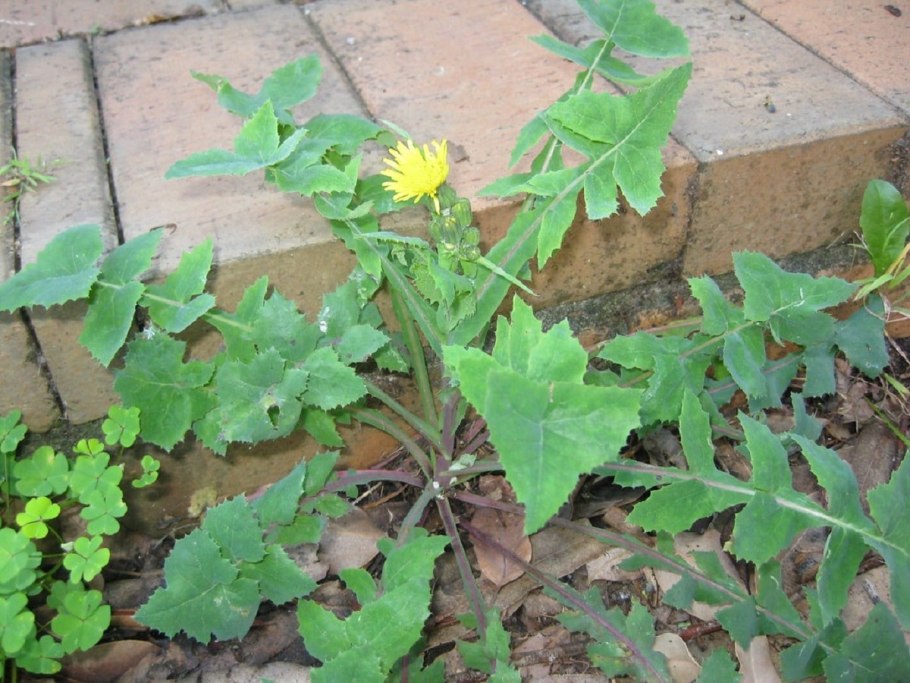 Осот огородный листья