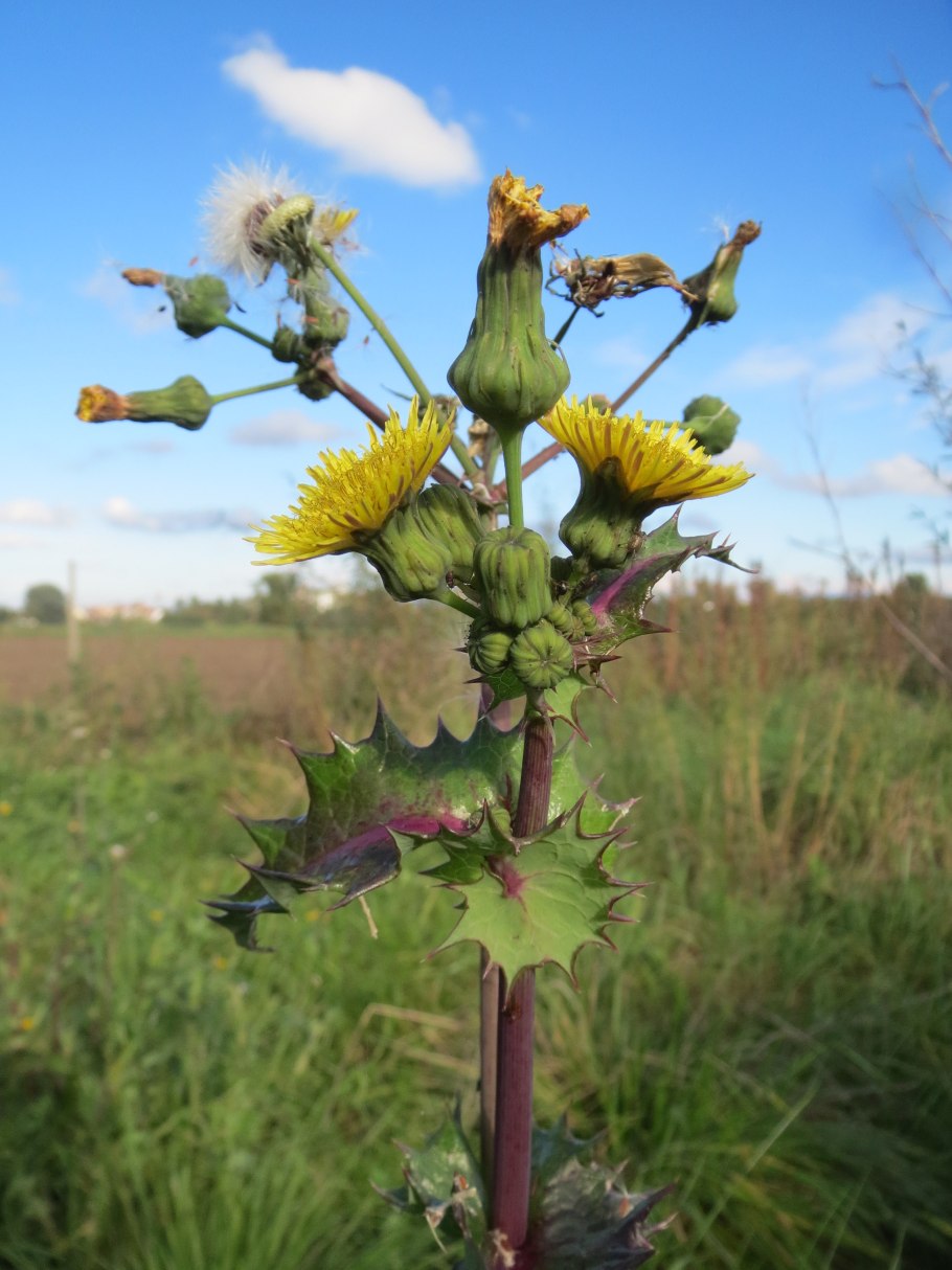 Осот огородный (Sonchus oleraceus l.)
