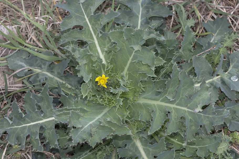 Осот огородный (Sonchus oleraceus)