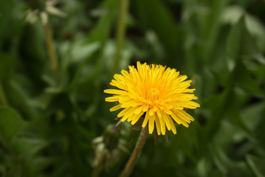 Осот огородный (Sonchus oleraceus l.)