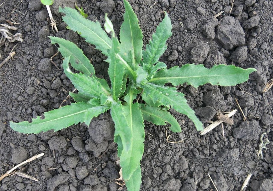 Осот полевой