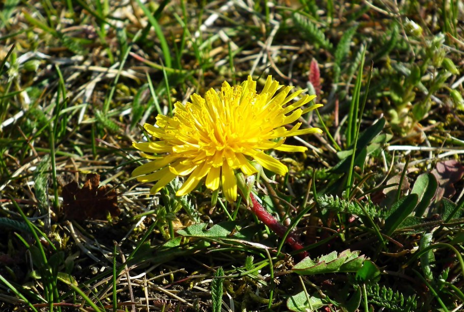 Осот огородный (Sonchus oleraceus l.)