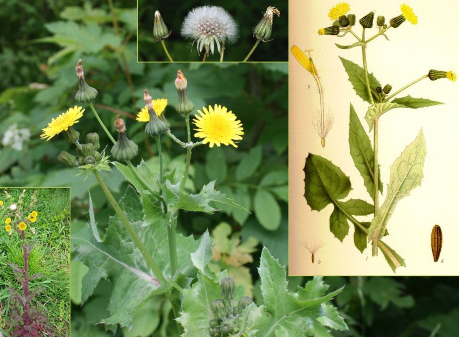 Осот огородный сорняк