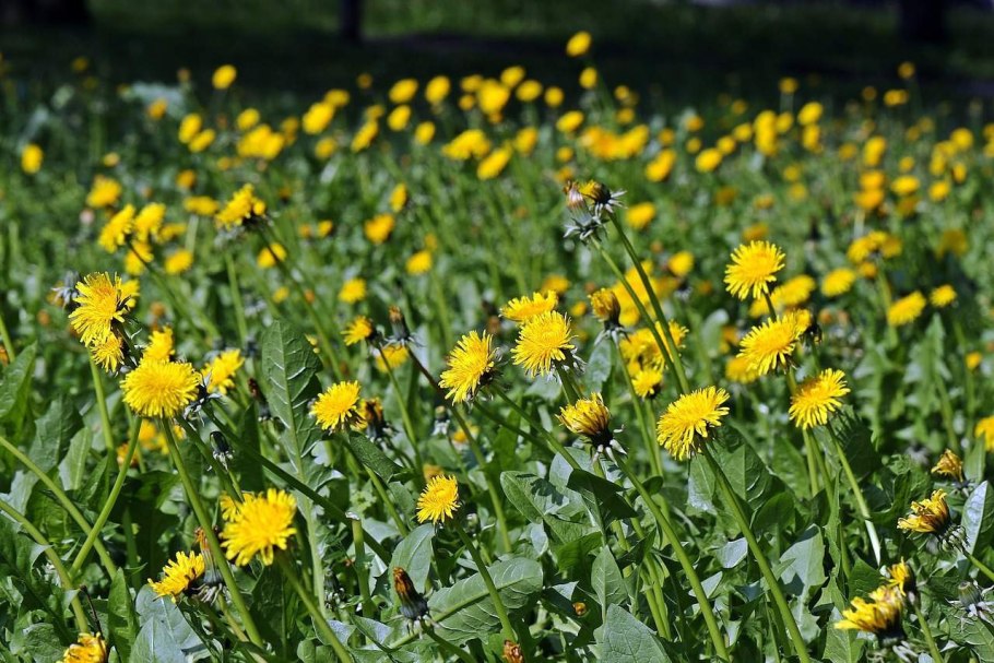 Молочай осот огородный