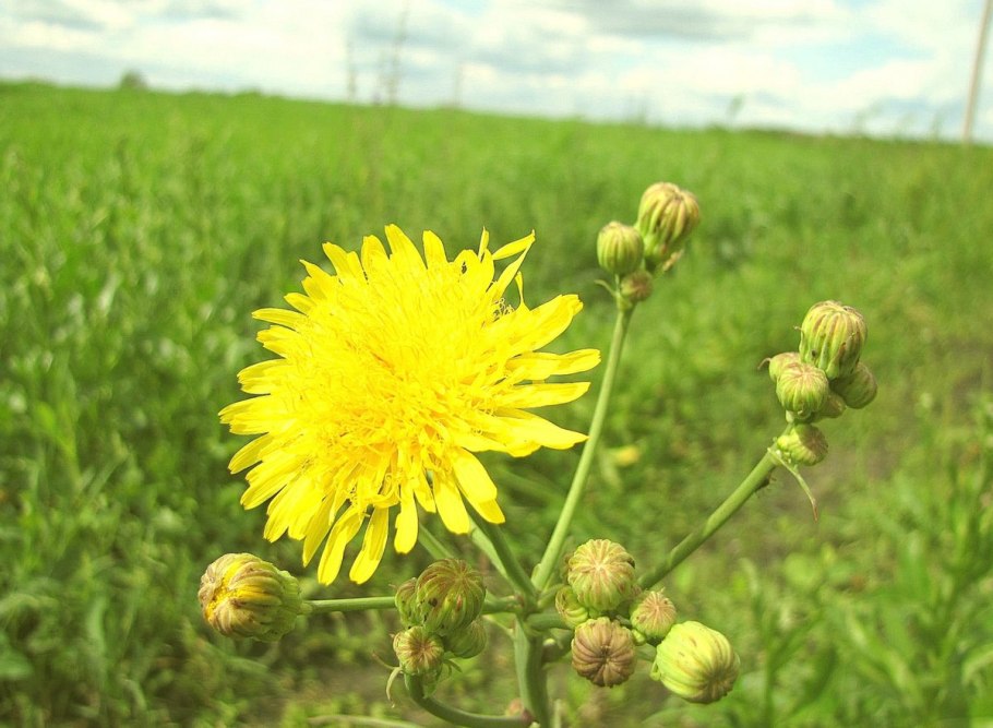 Осот полевой