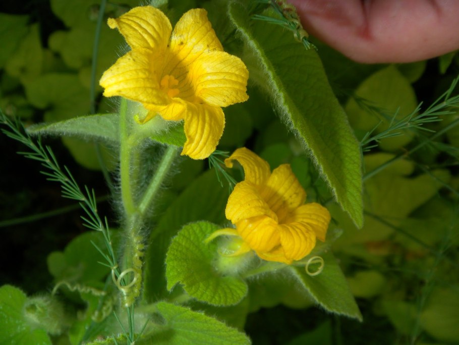 Тладианта пчела