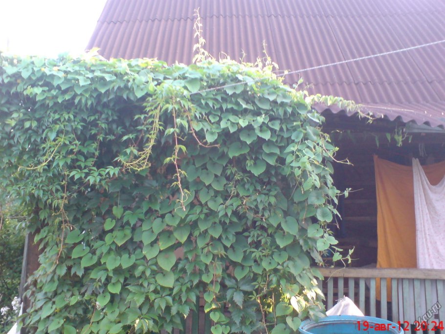 Тладианта Лиана