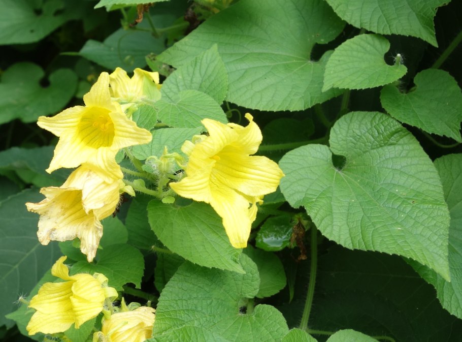 Многолетний Вьюн тладианта