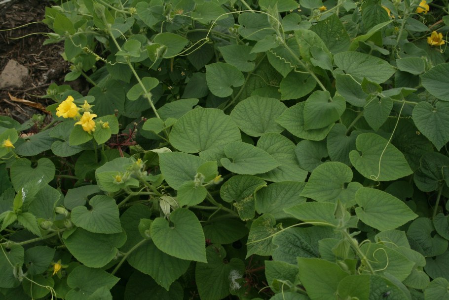 Вьюн тладианта