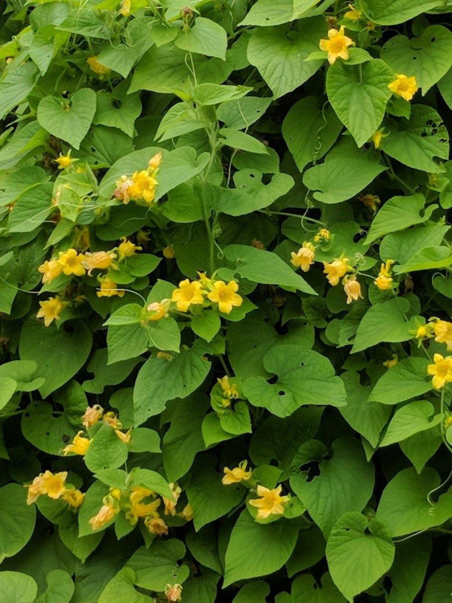 Вьюн тладианта