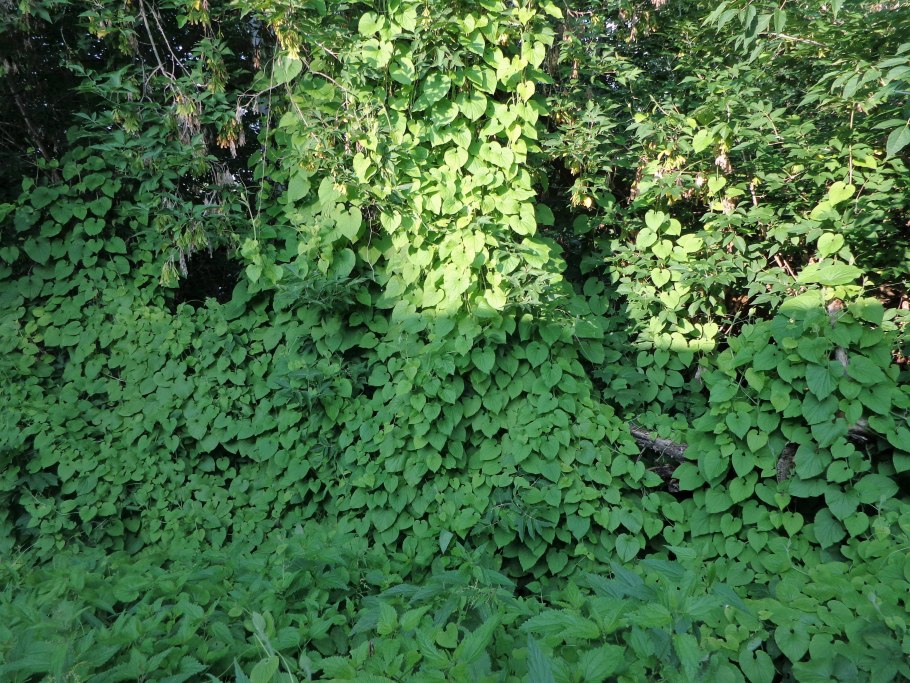 Тладианта сомнительная красный огурец