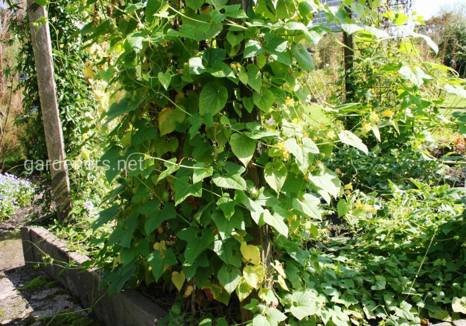 Тладианта красный огурец