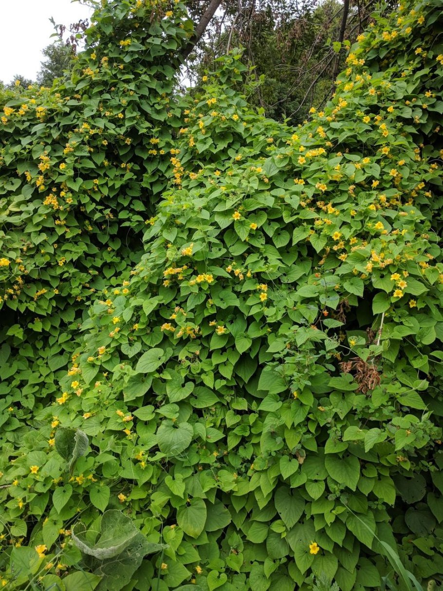 Тладианта дубиа