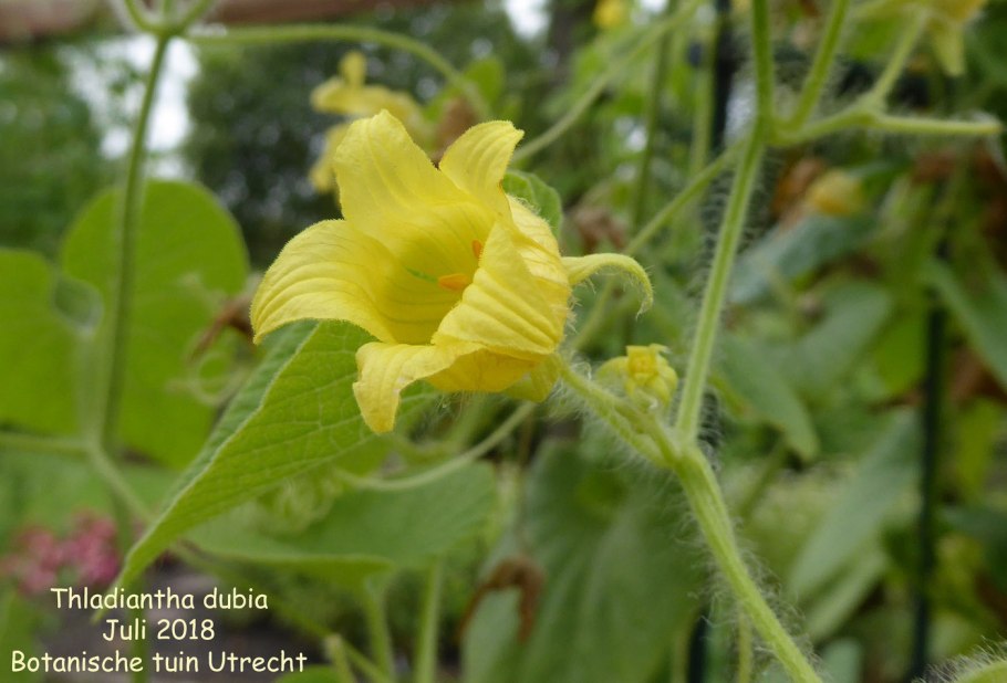 Тладианты фото