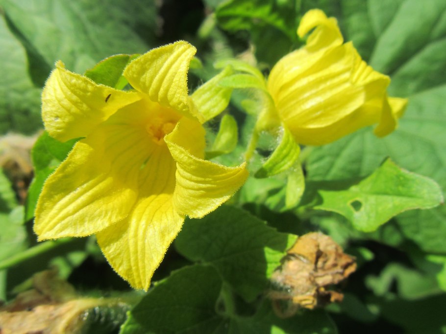 Клубневая Лиана тладианта