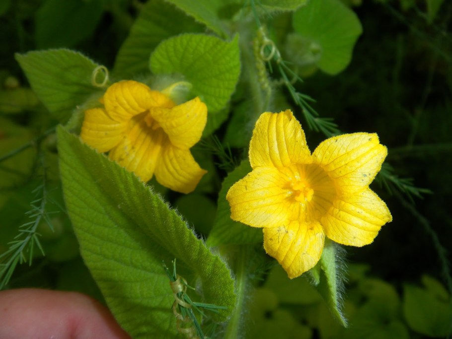 Клубневая Лиана тладианта