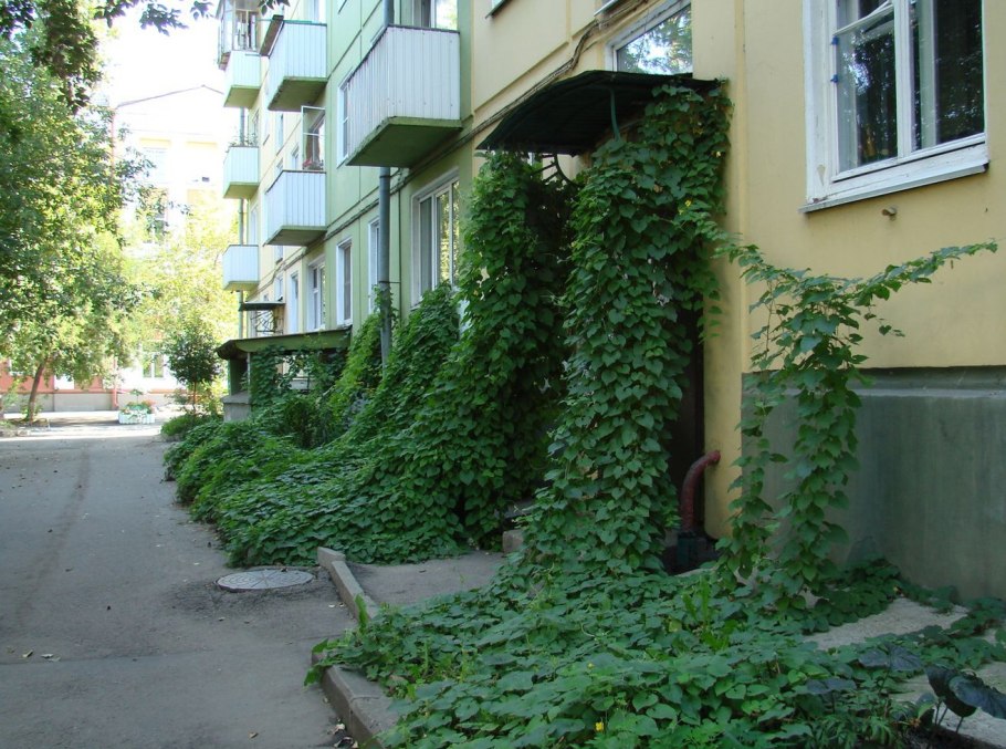 Уход за тладиантой