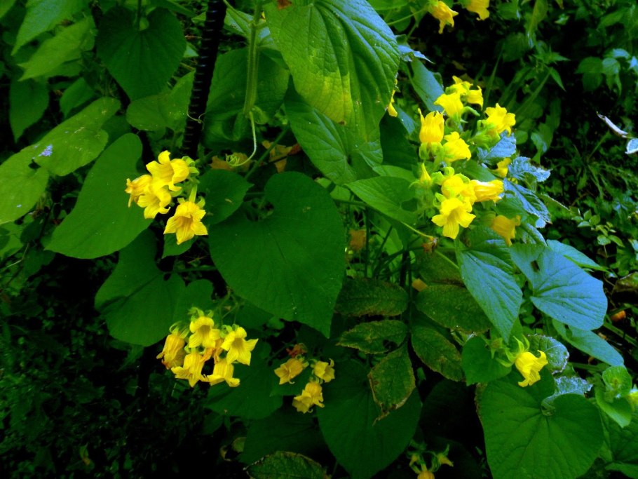 Тладианта вечно зелёная?