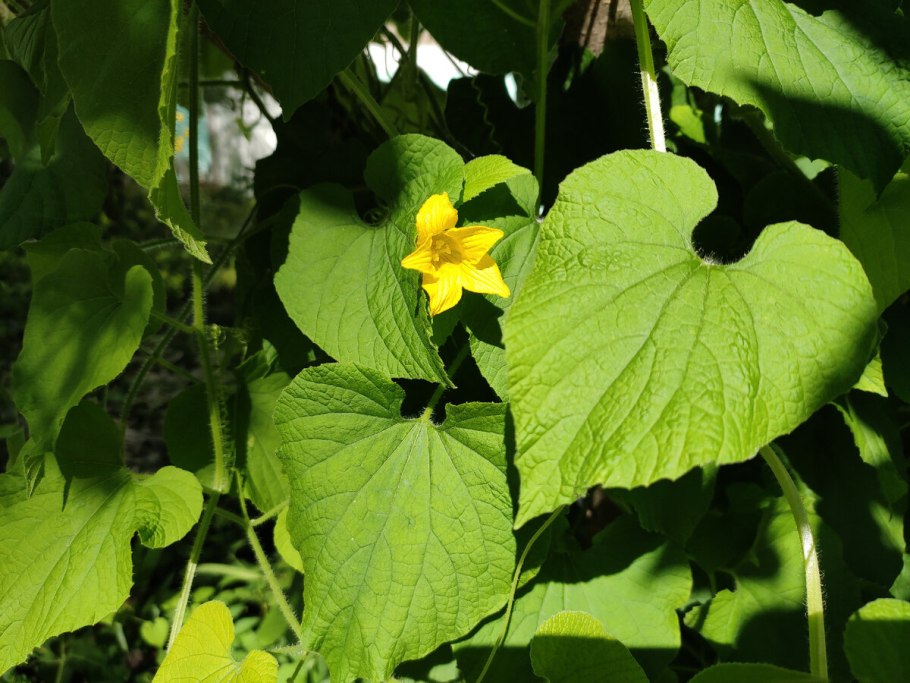 Вьюнок тладианта