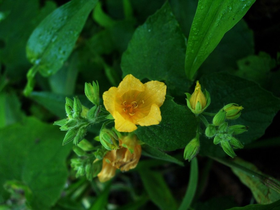 Тладианта растение