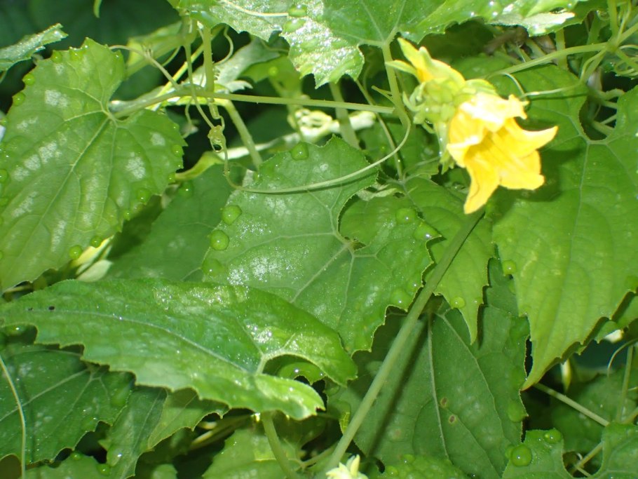 Вьюн тладианта