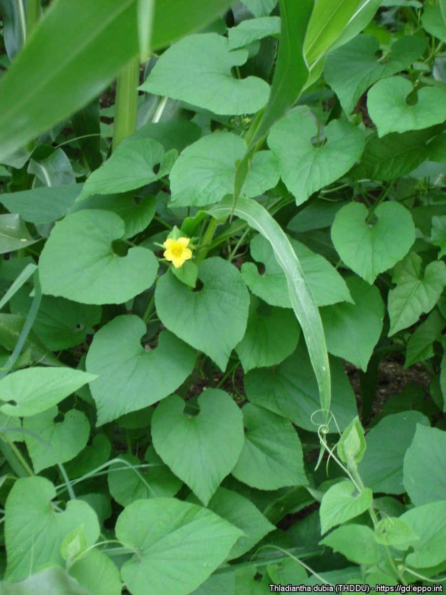 Тладианта сомнительная всходы