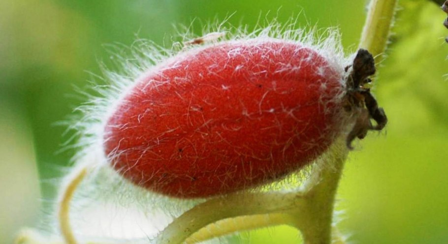 Тладианта красный огурец