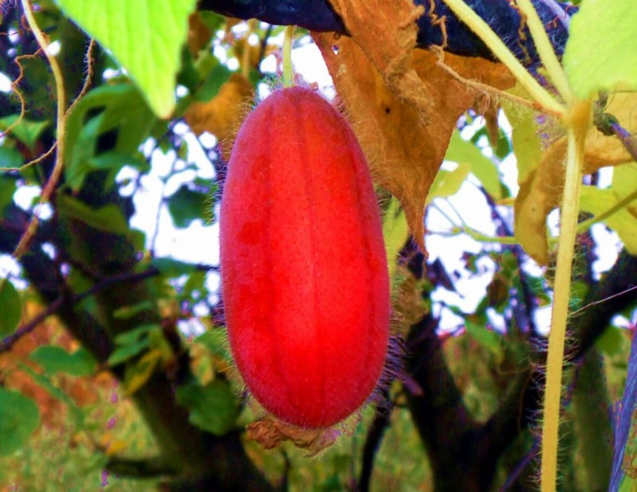 Тладианта сомнительная красный огурец