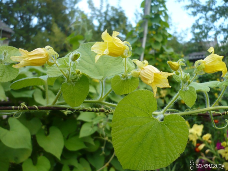 Тладианта сомнительная красный огурец