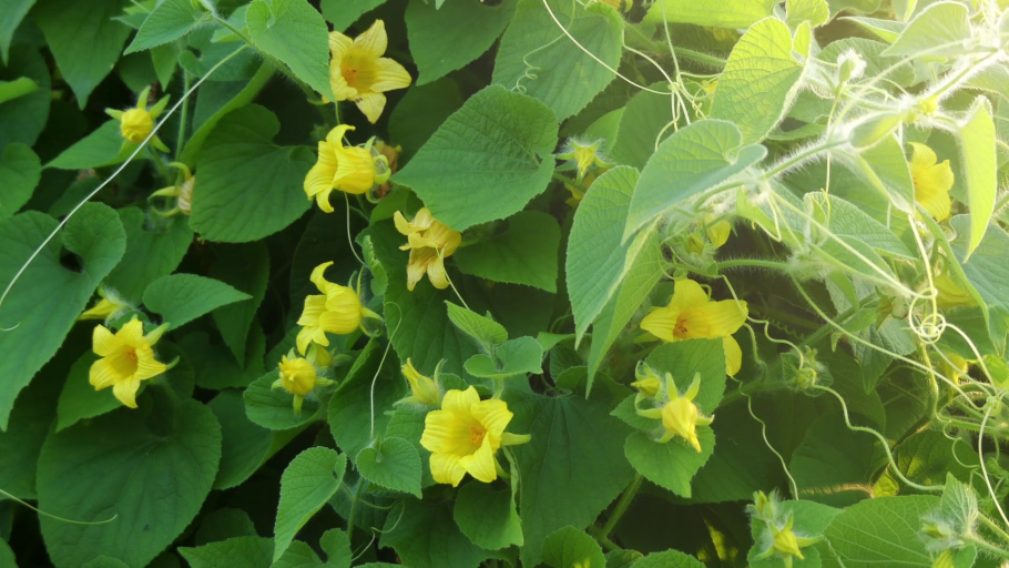 Многолетний Вьюн тладианта