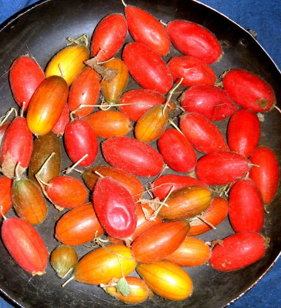 Красный огурец растение