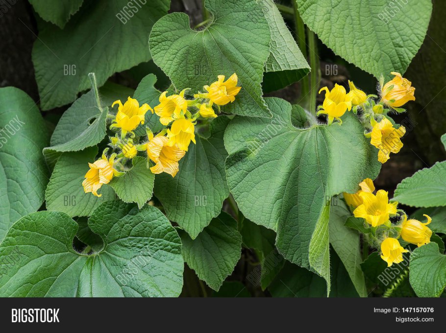Тладианта сомнительная всходы
