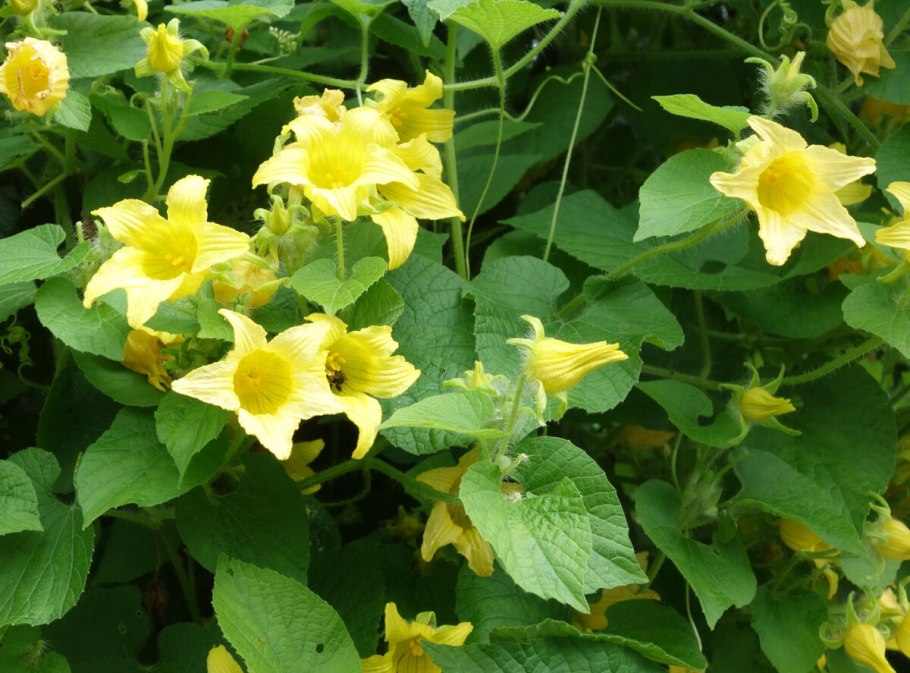 Клубневая Лиана тладианта