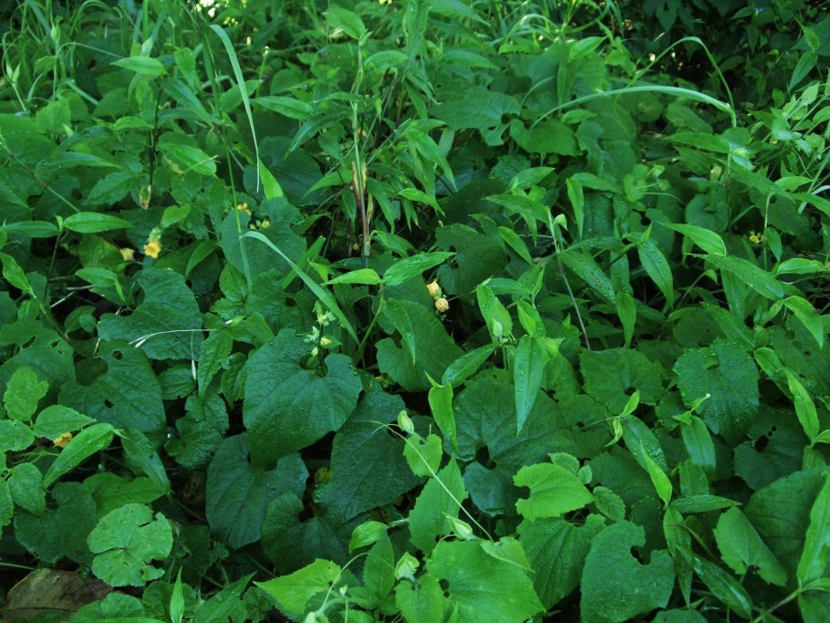 Вьюнок тладианта